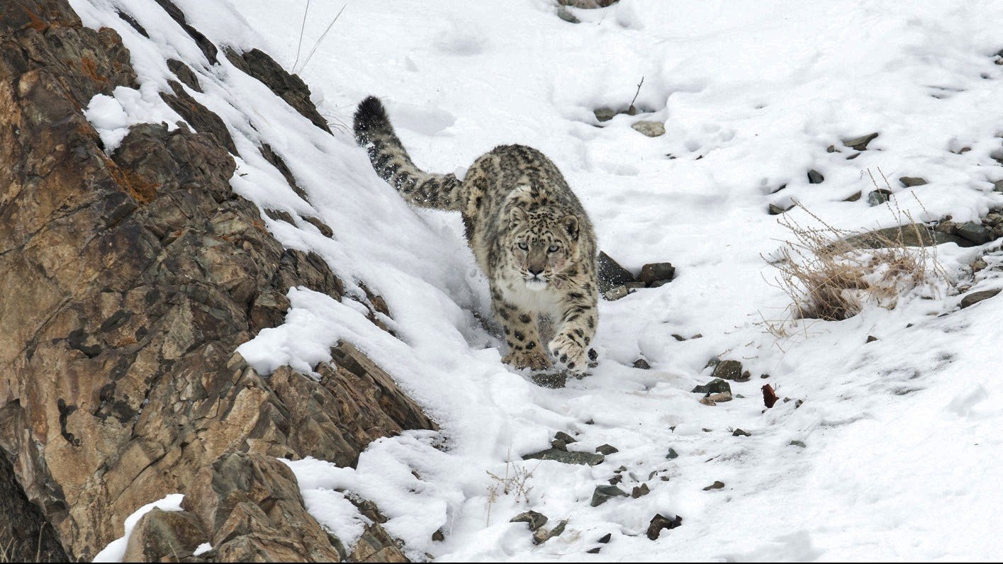 snow leopard trek